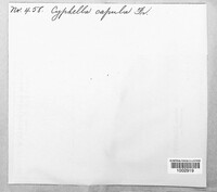 Calyptella capula image